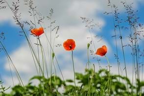 how to grow poppies 3