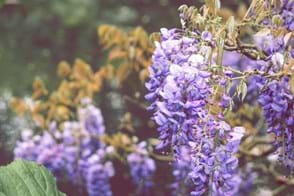 how to grow wisteria 5