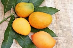 How to Grow a Mango Tree