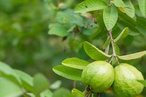 how to grow guava 2