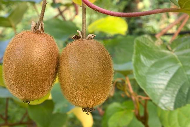 how to grow kiwifruit 2