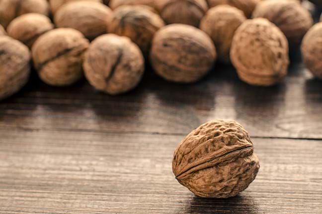 how to grow walnut 2