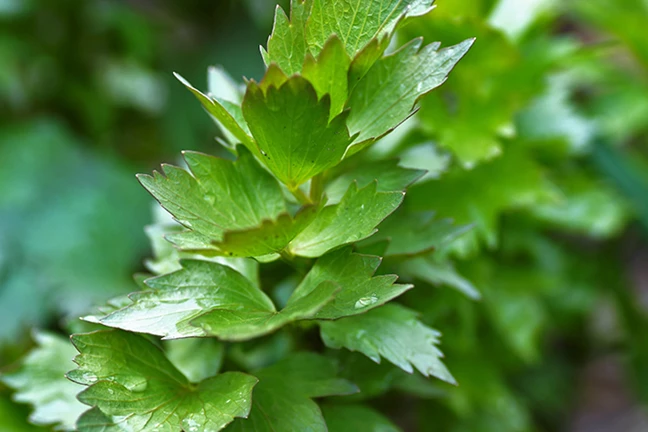 how to grow lovage 2