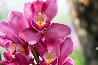 Getting your cymbidium orchid to flower