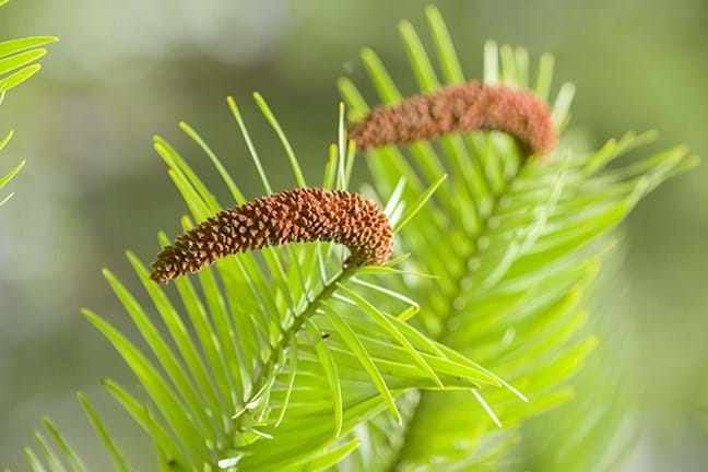 how to grow wollemi pine 2