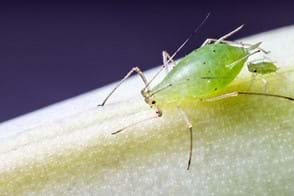 a green adult aphid and nymph