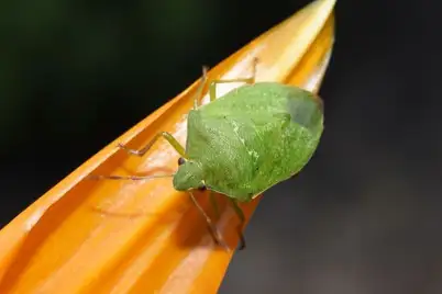 Green vegetable bug