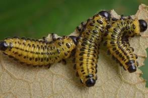 Sawfly Larvae Control in Your Garden