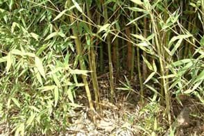 Bamboo Control in Your Garden