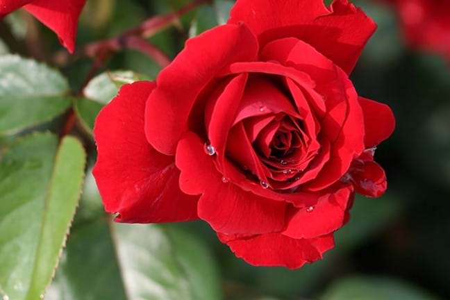 how to grow roses 4