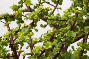 Jade plant (Crassula ovata)