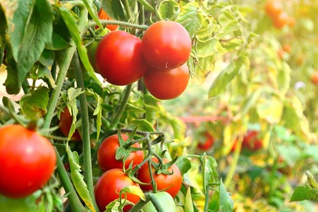 how to grow tomatoes 3 (1)