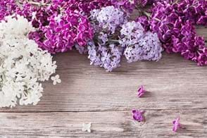how to grow lilacs 2