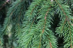 how to grow picea 2