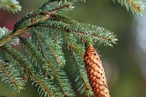 how to grow picea 3