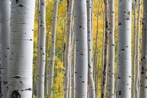 how to grow silver birch 2
