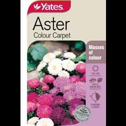 Aster Colour Carpet