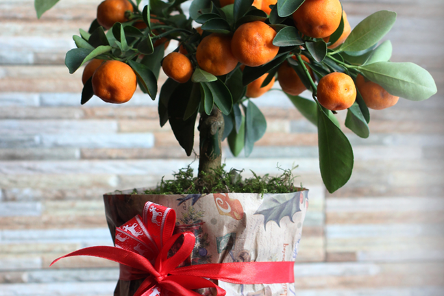 Christmas Gift Potted Citrus Tree Thumbnail