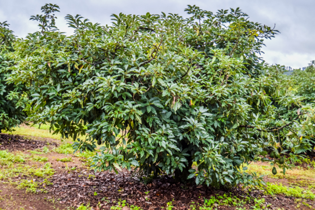 Avocado Tree 800X451px