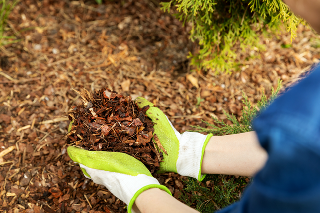 person wearing gloves and handling and applying fine bark mulch