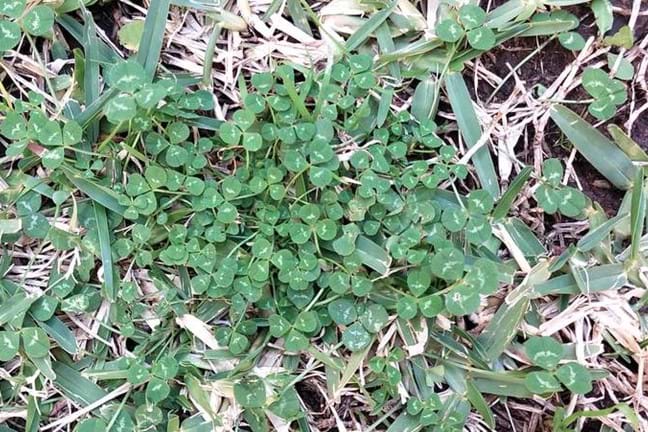 Image above: Clover in buffalo lawn