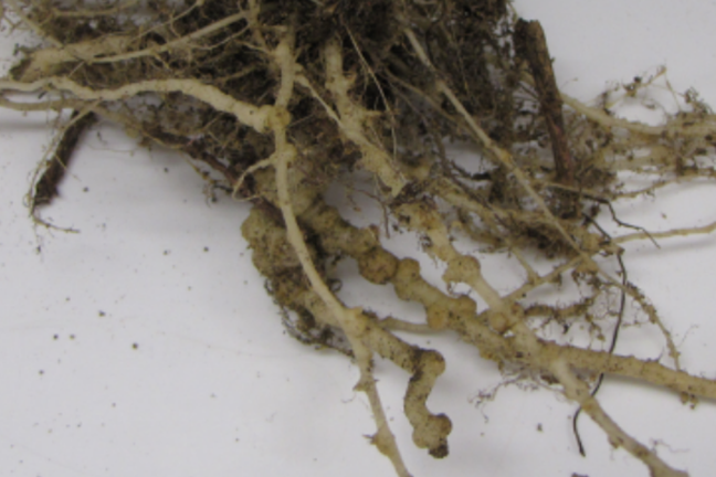 Pests Root Knot Nematode Pumpkin Roots Dept Agric WA