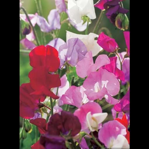 19036_sweet-pea-old-fashioned_1_result.jpg (2)