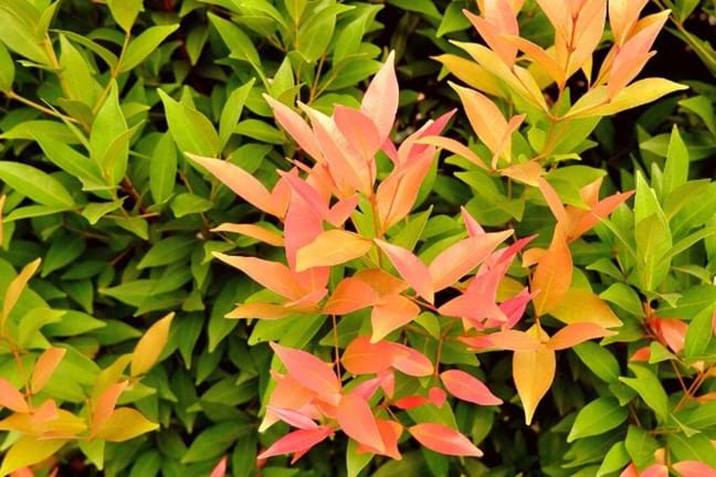 an image of the leaves of a Syzygium smithii with orange to red new growth