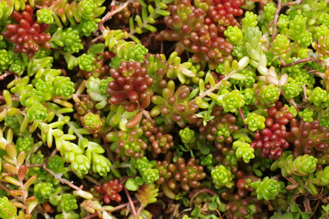 jelly bean sedums growing as a dense mat, young leaves are green, and mature leaves are browny red