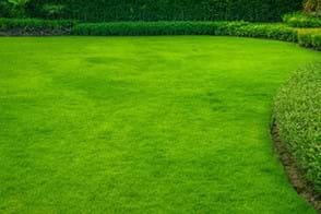 Lawn Restoration - How to Revive Your Turf
