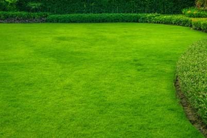 Lawn Restoration: How to Revive Your Turf