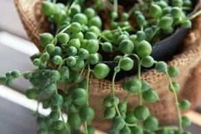 How to Grow String of Pearls