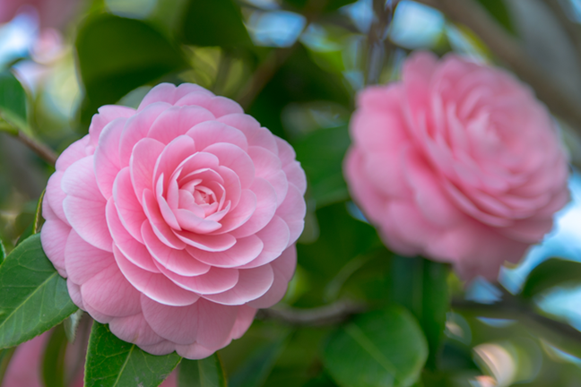 Pink Japonica Camellia