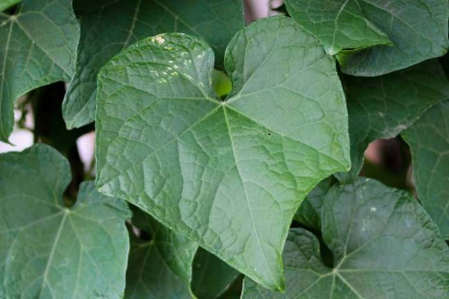 Healthy green Choko leaf