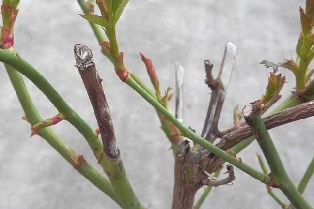 pruned rose bush with stems dying back from pruned end sign of rose canker