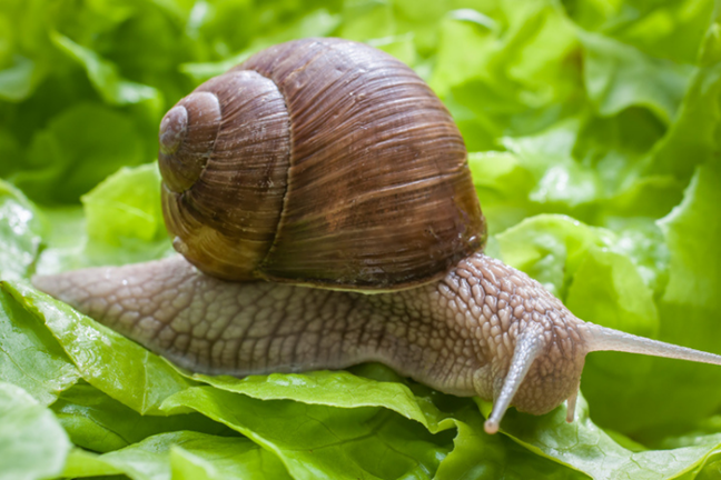 close-up of a common garden snail on a leaf