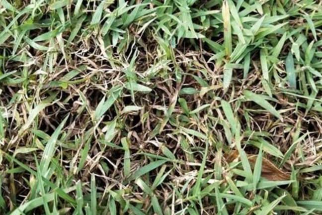Close up of dollar spot disease in lawn
