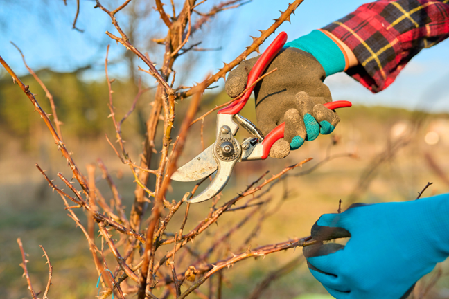 person pruning a rose in winter with a pair of red secateurs