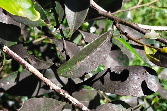 sooty mould on the leaves of a ficus tree