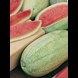 17904_Watermelon Candy Red_lifestyle1.jpg (1)