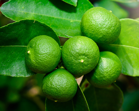 bunch of ripening lime fruits growing on a tree