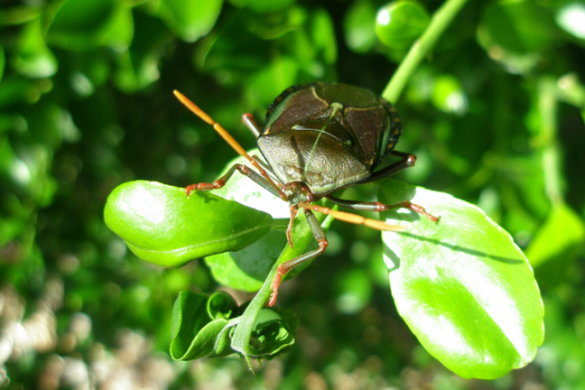 an adult Bronze orange bug feeding on the new growth of a citrus plant