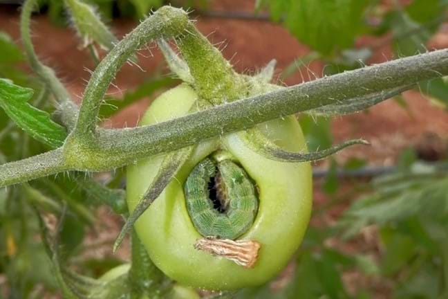 Budworm Green Caterpillar In A Unripe Tomato 800X451 Px LS