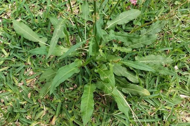 sorrel plant growing in a buffalo lawn growing in a rosette shape about 35 cm tall