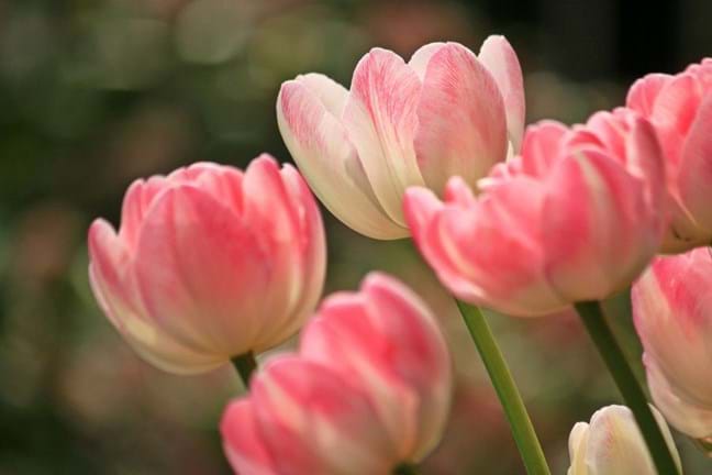Creamy-pink tulips