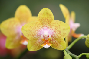 Moth Orchid (phalenopsis spp.) - yellow flowers