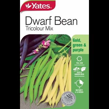 dwarf-beans-tricolour-mix