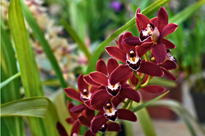 red Cymbidium Orchids