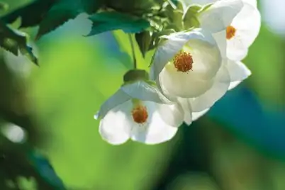 Abutilon