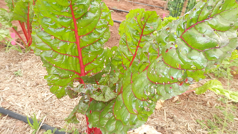 Caterpillar Damage Silverbeet Elise Dando
